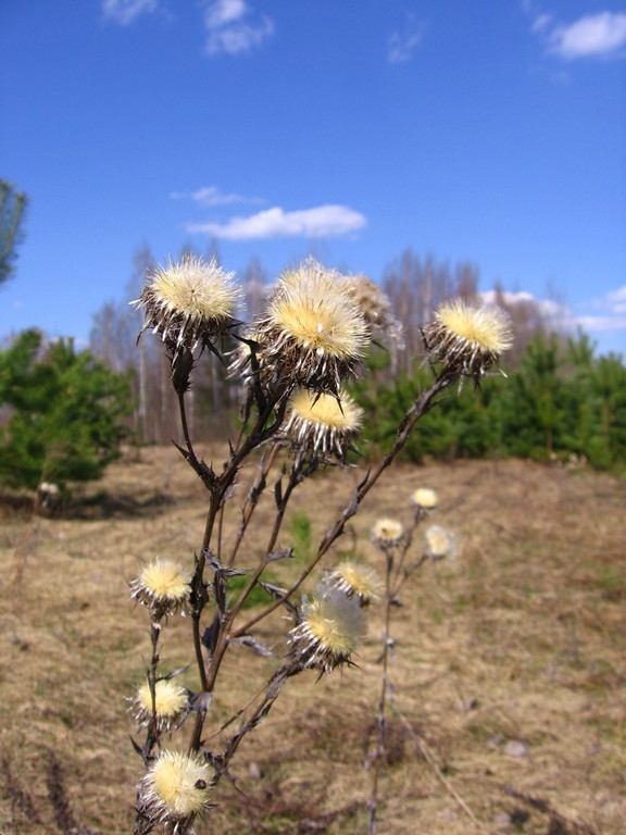 Image of Carlina fennica specimen.