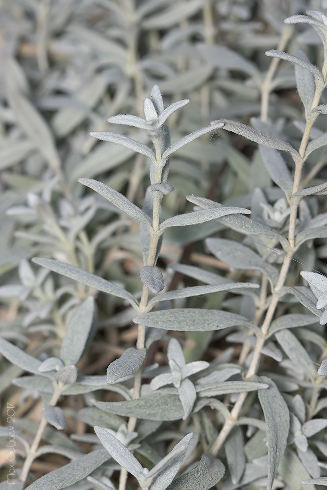 Image of Cerastium tomentosum specimen.