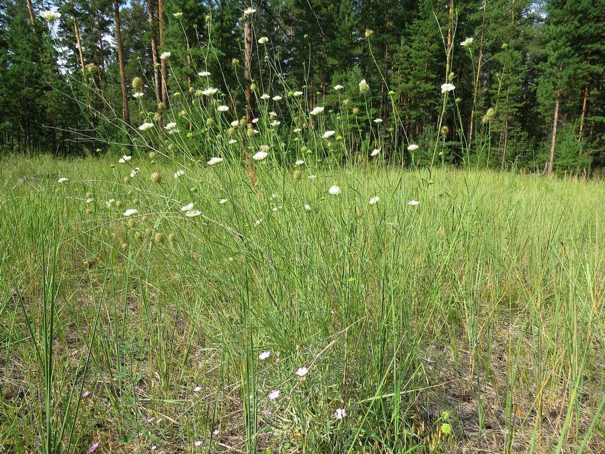 Image of Scabiosa ochroleuca specimen.