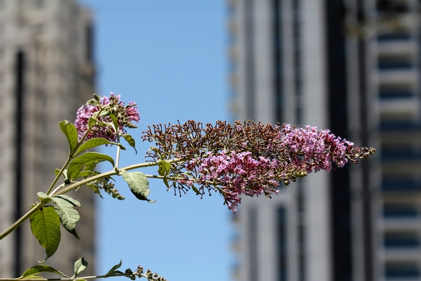 Image of Buddleja davidii specimen.