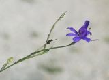 Delphinium paniculatum