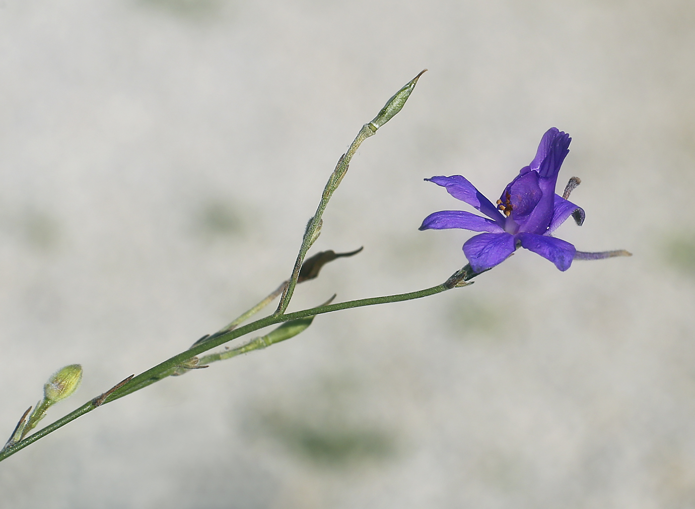 Image of Delphinium paniculatum specimen.