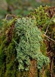 genus Cladonia. Слоевище на старом пне. Средний Урал, Пермский край, Добрянский р-н, 5 км от ст. Ярино, смешанный лес. 14 октября 2017 г.