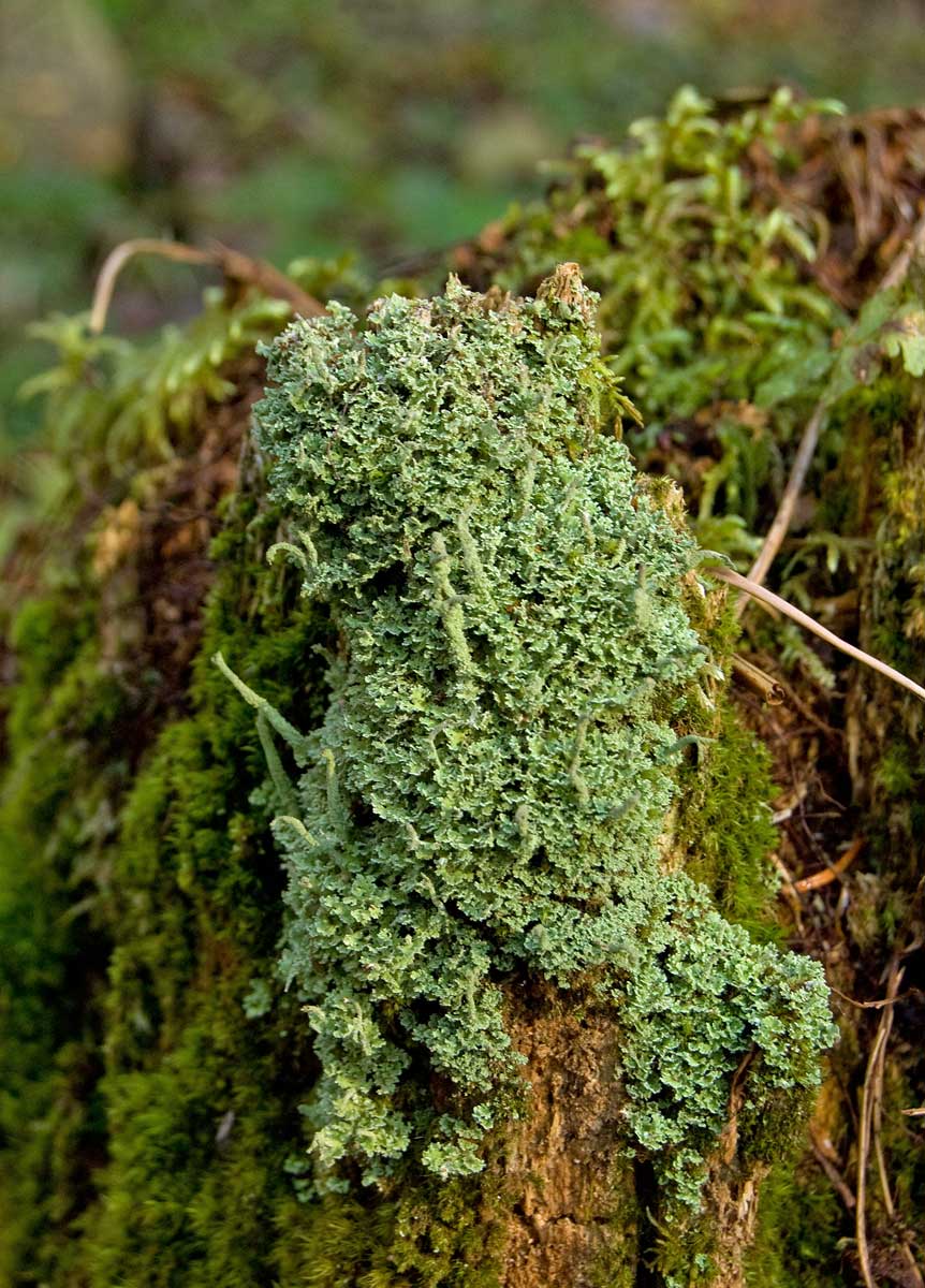 Изображение особи род Cladonia.