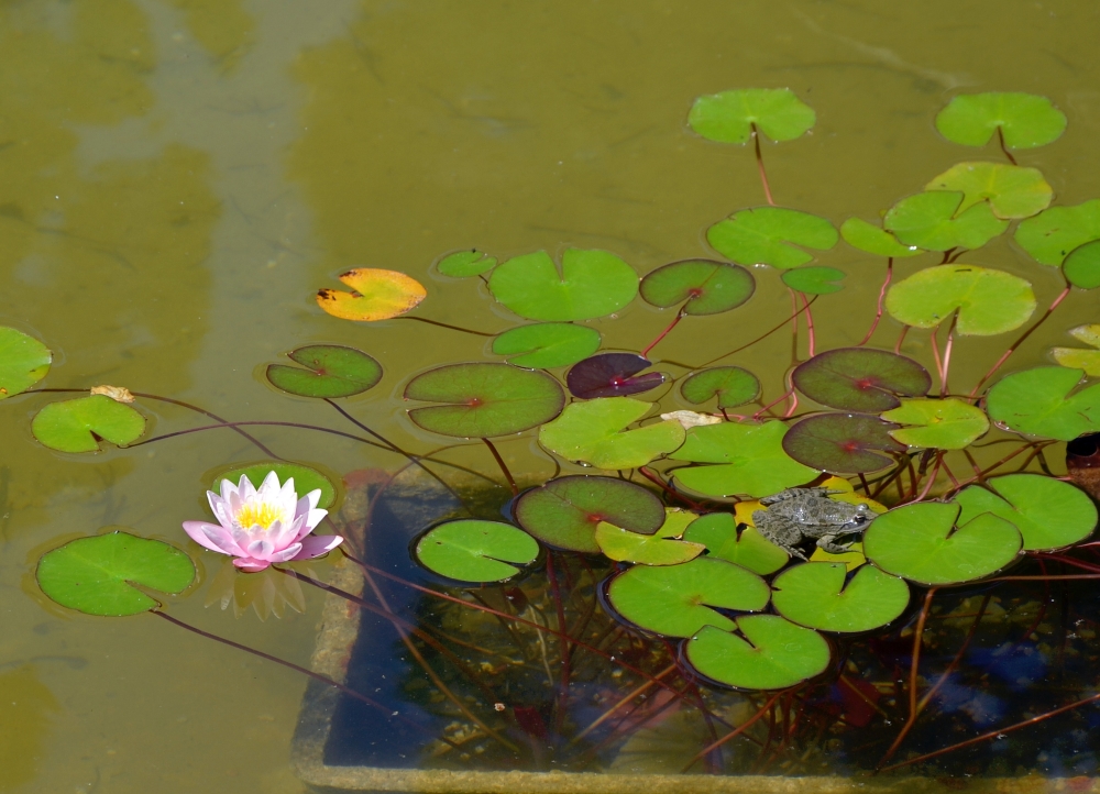 Image of genus Nymphaea specimen.