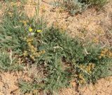 Tanacetum