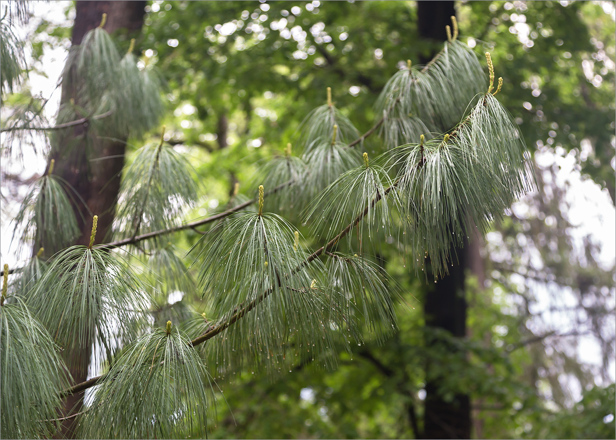 Image of genus Pinus specimen.