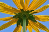 Rudbeckia variety sullivantii