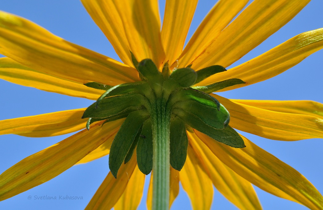 Image of Rudbeckia fulgida var. sullivantii specimen.