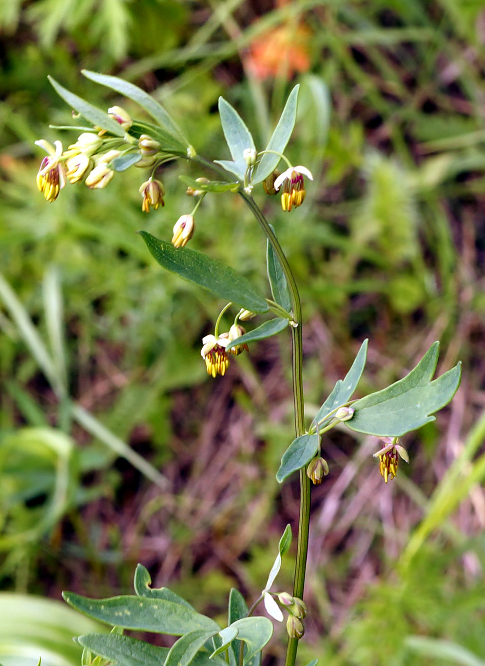 Image of Thalictrum simplex specimen.