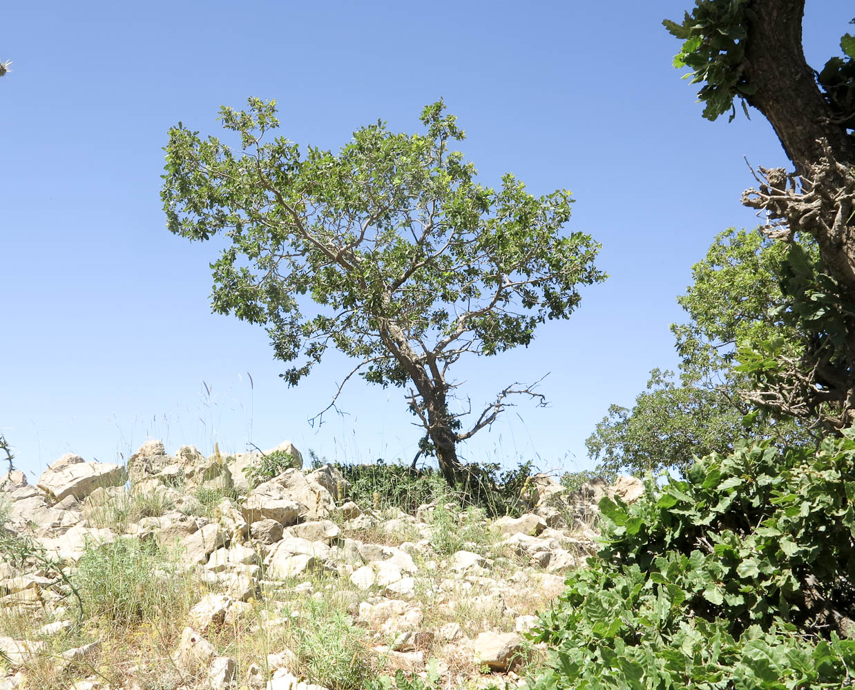 Image of Quercus boissieri specimen.