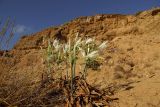 Pancratium maritimum. Цветущие растения на осыпи; слева - Elytrigia juncea. Израиль, Шарон, г. Герцлия, свернее пос. Ноф Ям, высокий берег Средиземного моря. 13.09.2011.