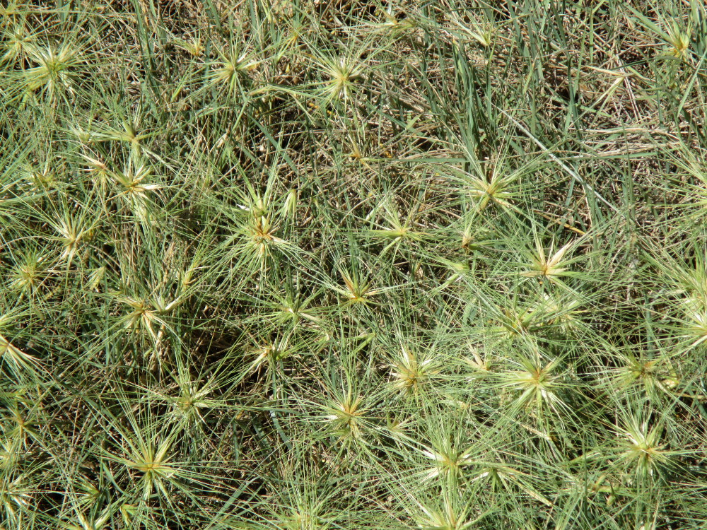 Image of Spinifex sericeus specimen.