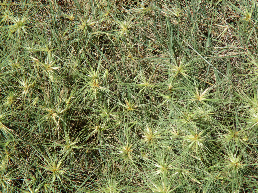 Изображение особи Spinifex sericeus.