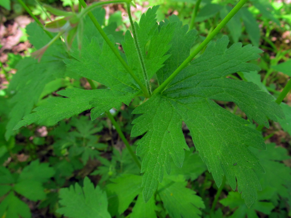 Изображение особи Geranium sylvaticum.