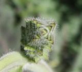 Salvia austriaca