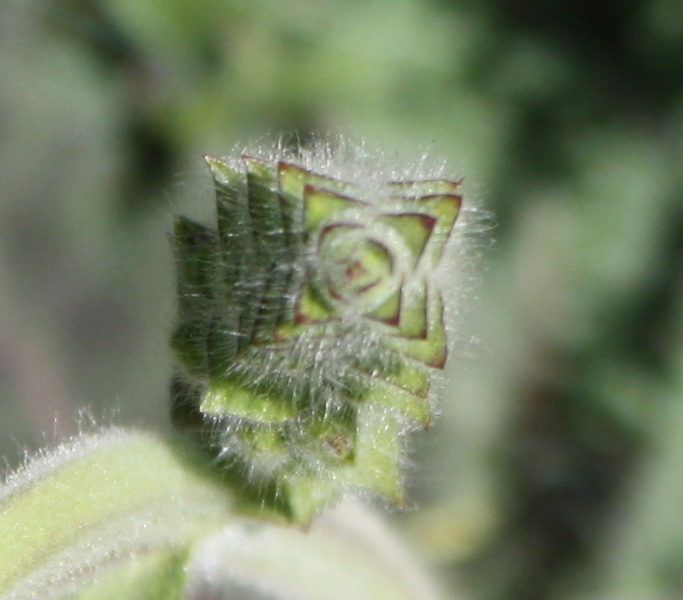 Image of Salvia austriaca specimen.