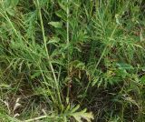 Scabiosa ochroleuca. Нижняя часть плодоносящего растения. Восточный Казахстан, г. Усть-Каменогорск, правый берег р. Иртыш, луг. 17.07.2017.