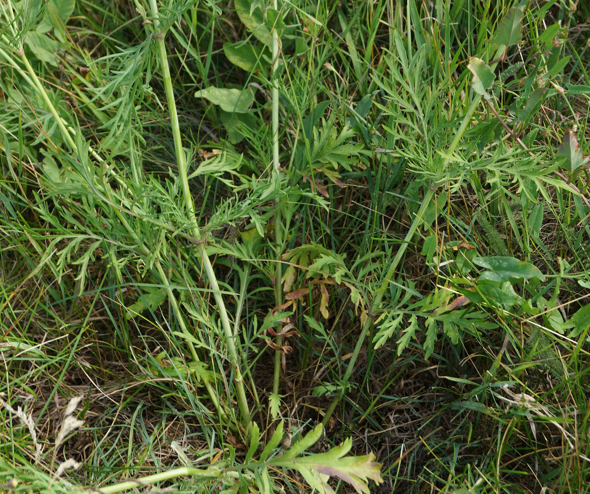 Изображение особи Scabiosa ochroleuca.