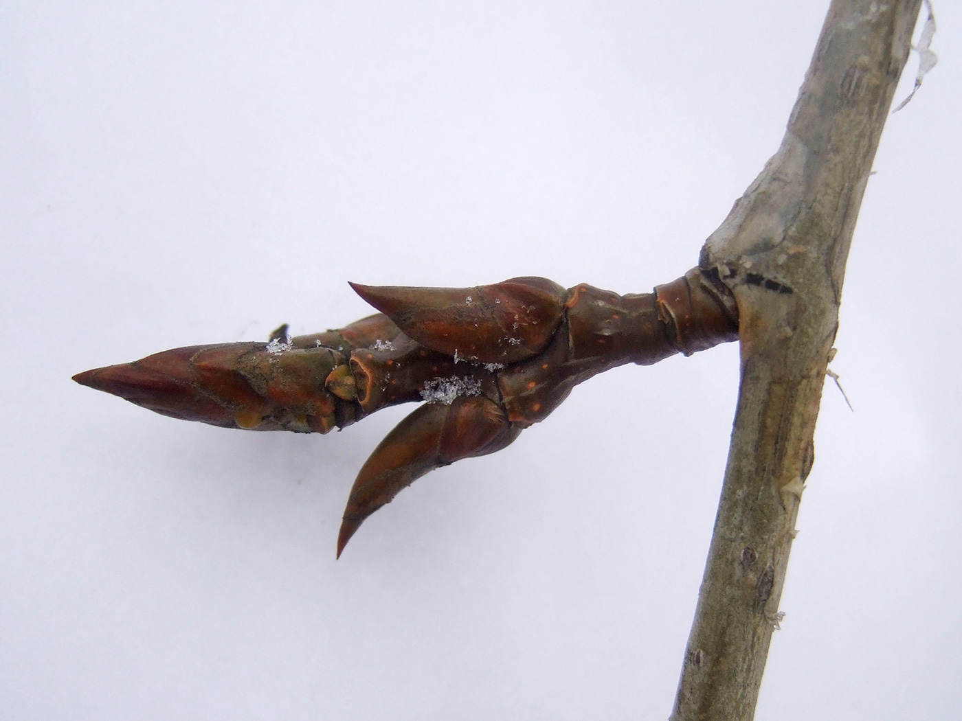 Image of Populus × rasumowskiana specimen.