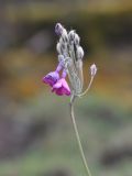 Primula secundiflora