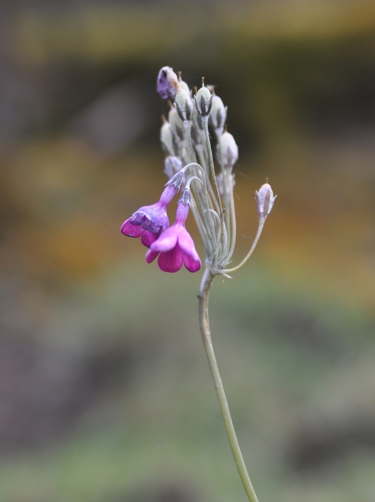 Image of Primula secundiflora specimen.