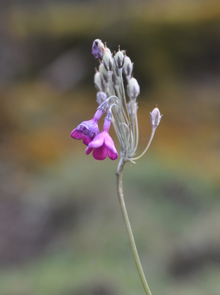 Изображение особи Primula secundiflora.