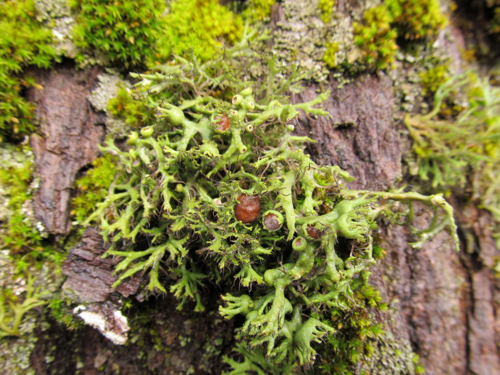 Изображение особи семейство Physciaceae.