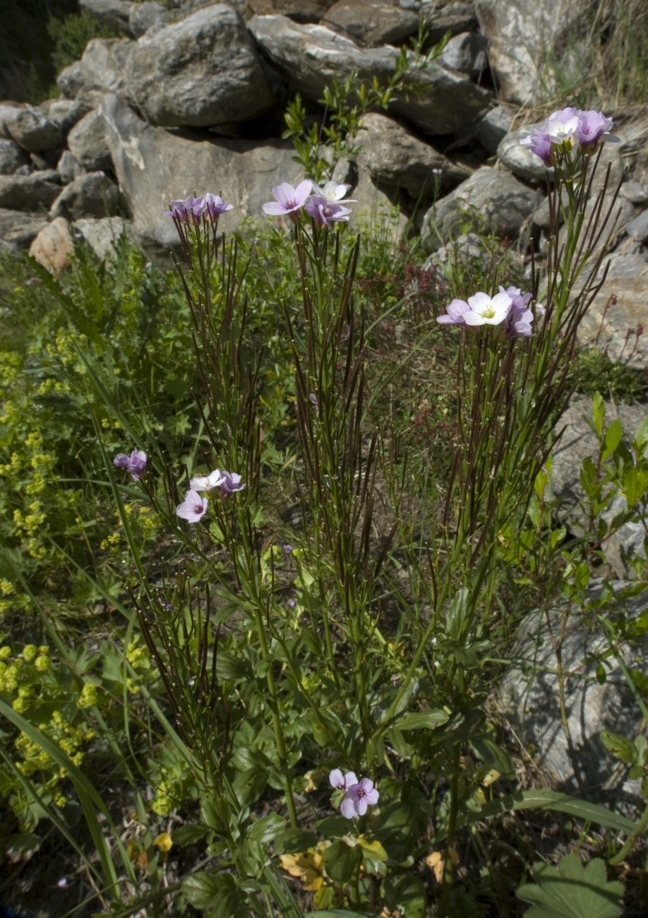 Image of Cardamine seidlitziana specimen.