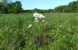 Thalictrum contortum