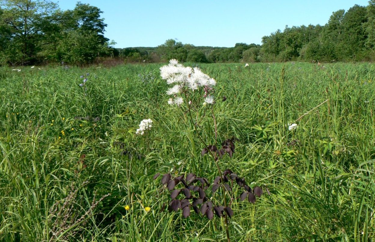 Image of Thalictrum contortum specimen.