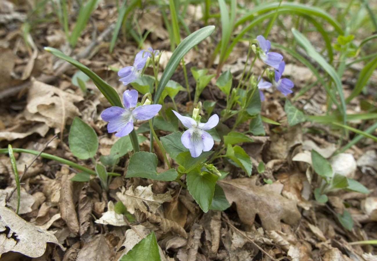 Изображение особи Viola sieheana.