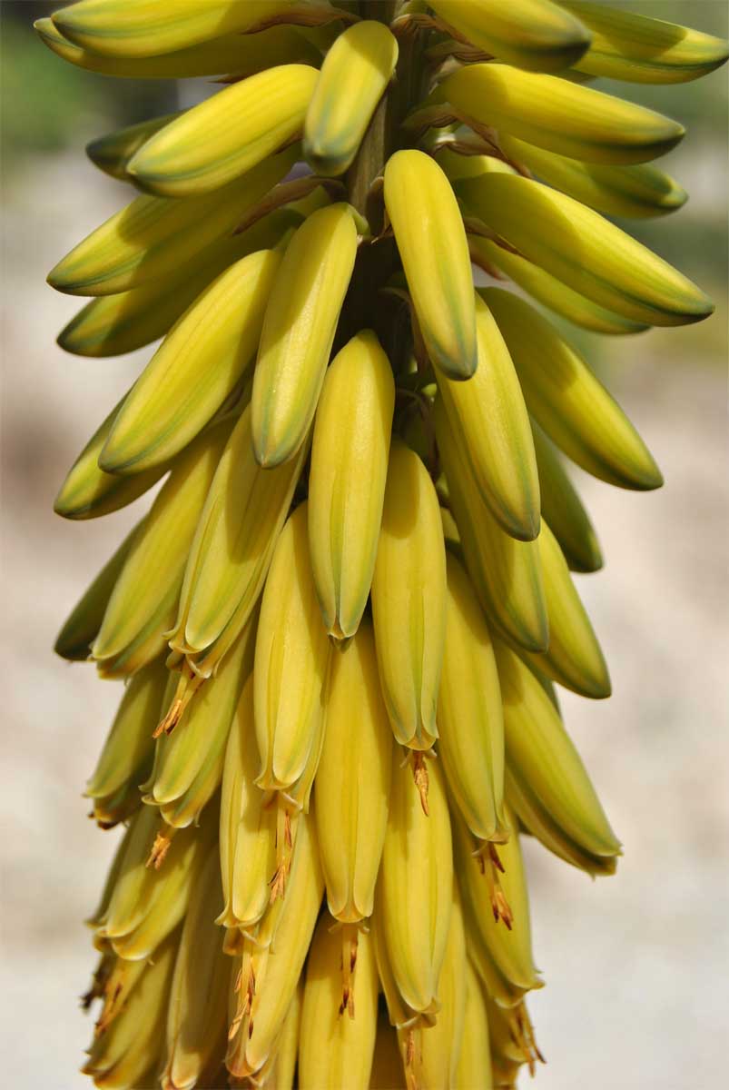 Изображение особи Aloe vera.