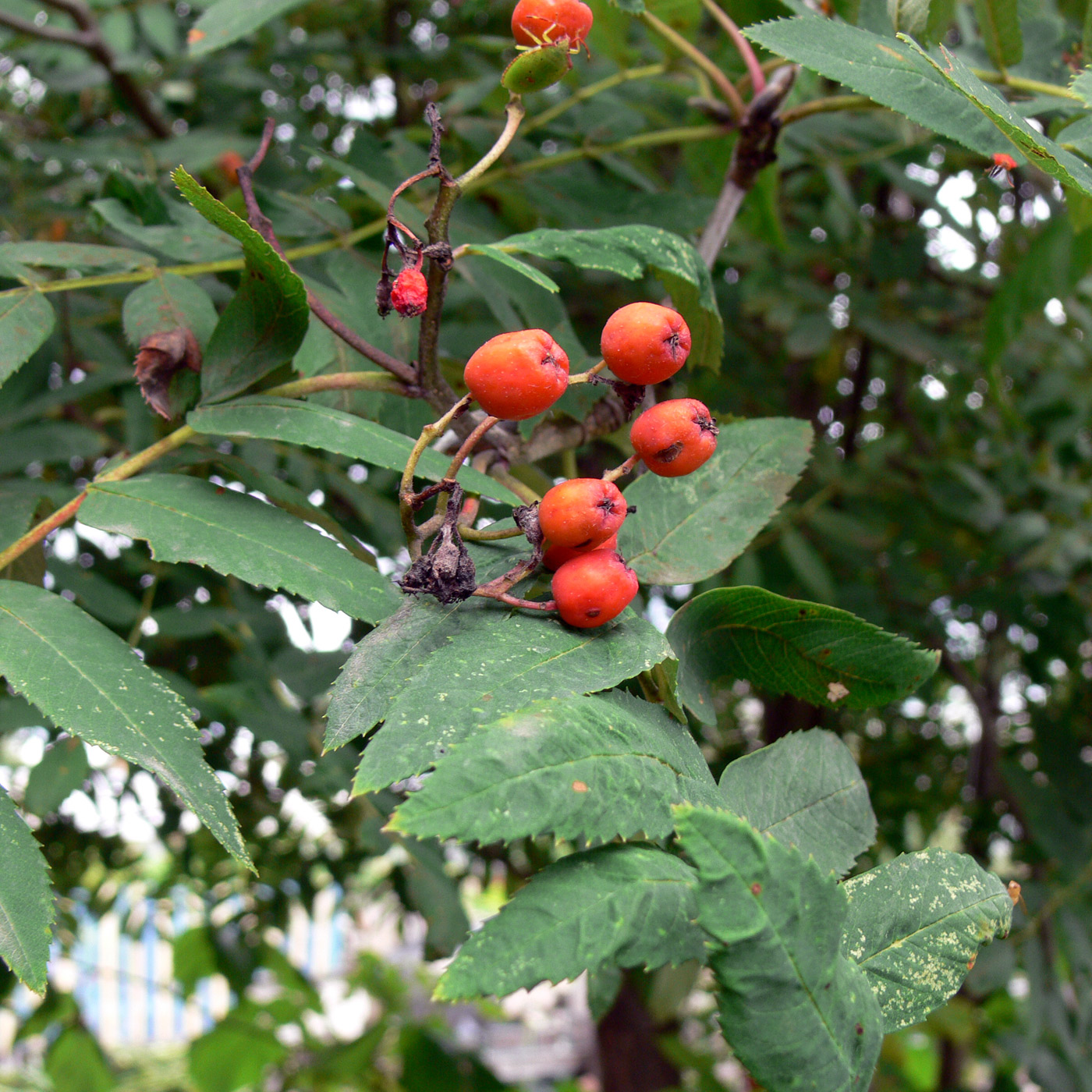 Image of Sorbus sibirica specimen.