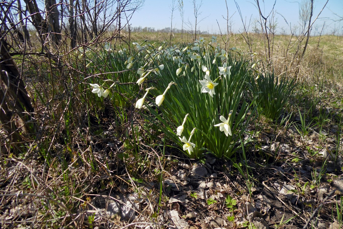 Изображение особи род Narcissus.