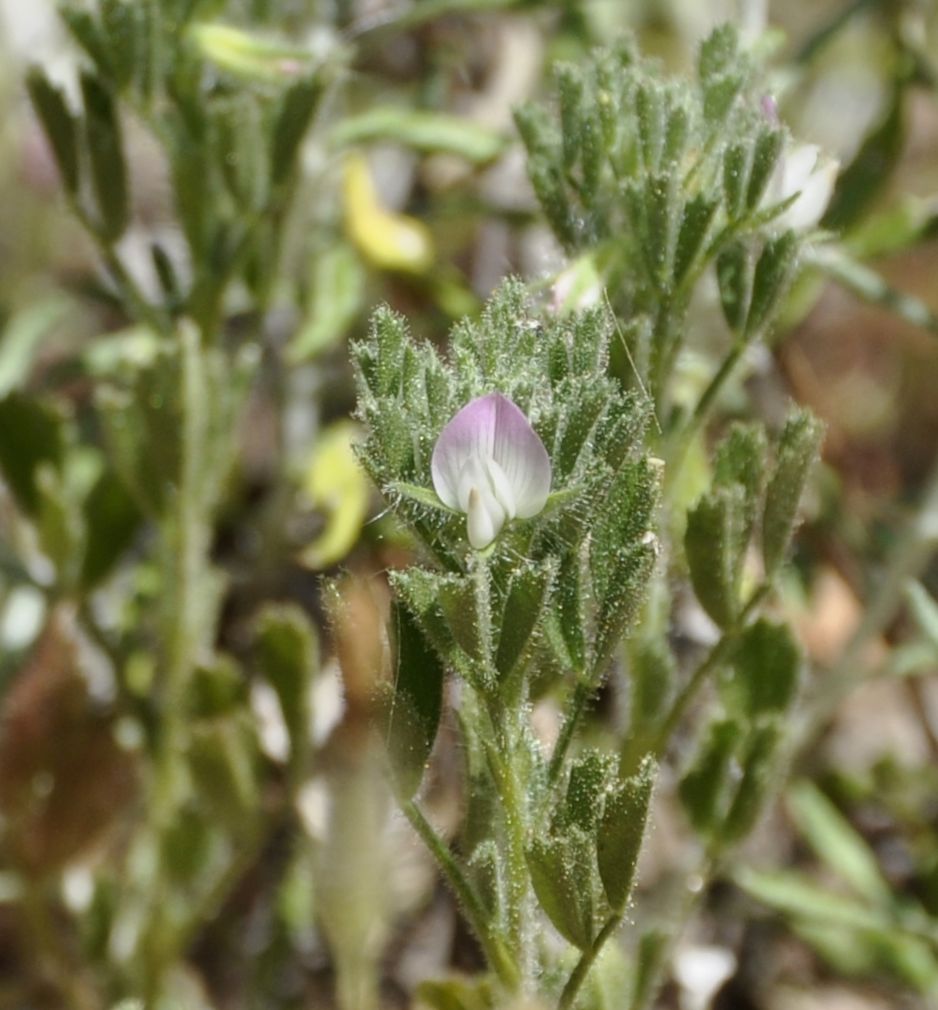 Image of Ononis reclinata specimen.