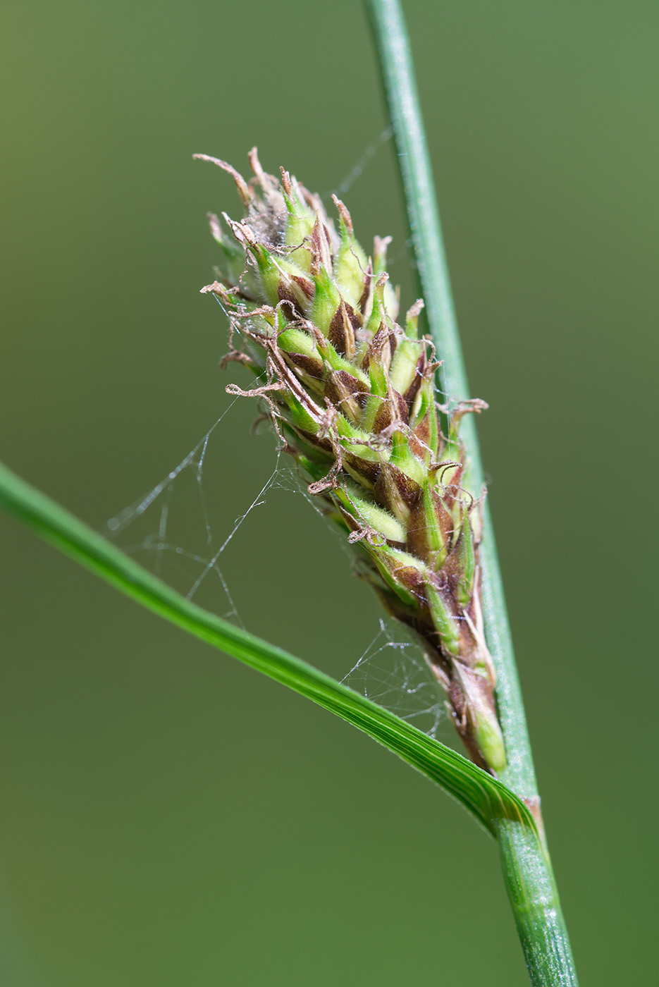 Изображение особи Carex lasiocarpa.