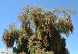 Callistemon phoeniceus