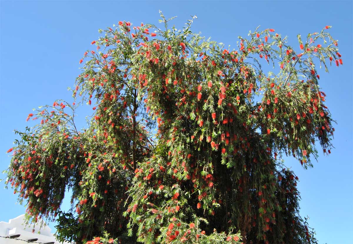 Изображение особи Callistemon phoeniceus.