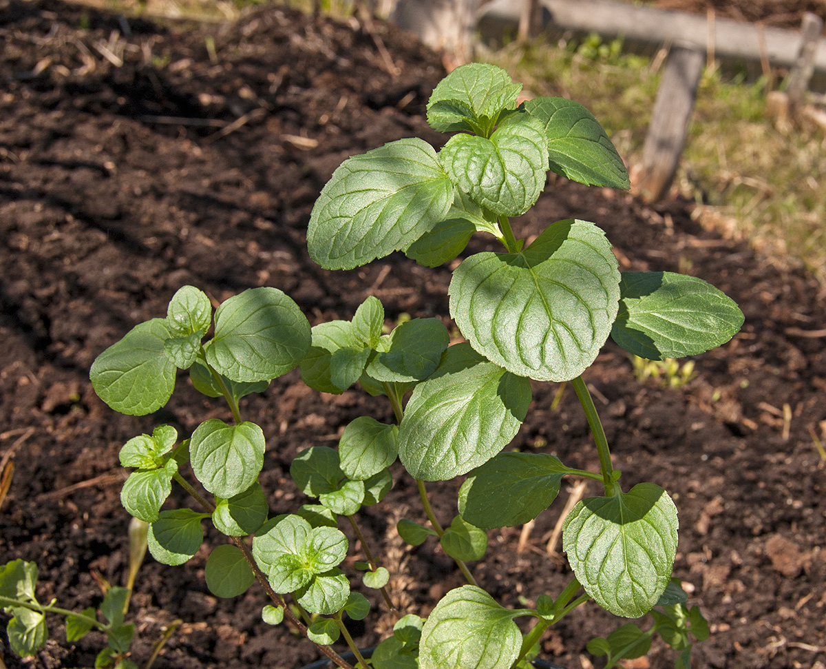 Изображение особи род Mentha.