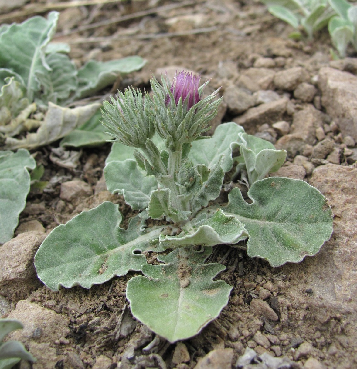 Image of Jurinea ruprechtii specimen.