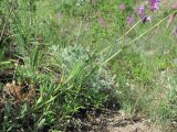 Polygala caucasica