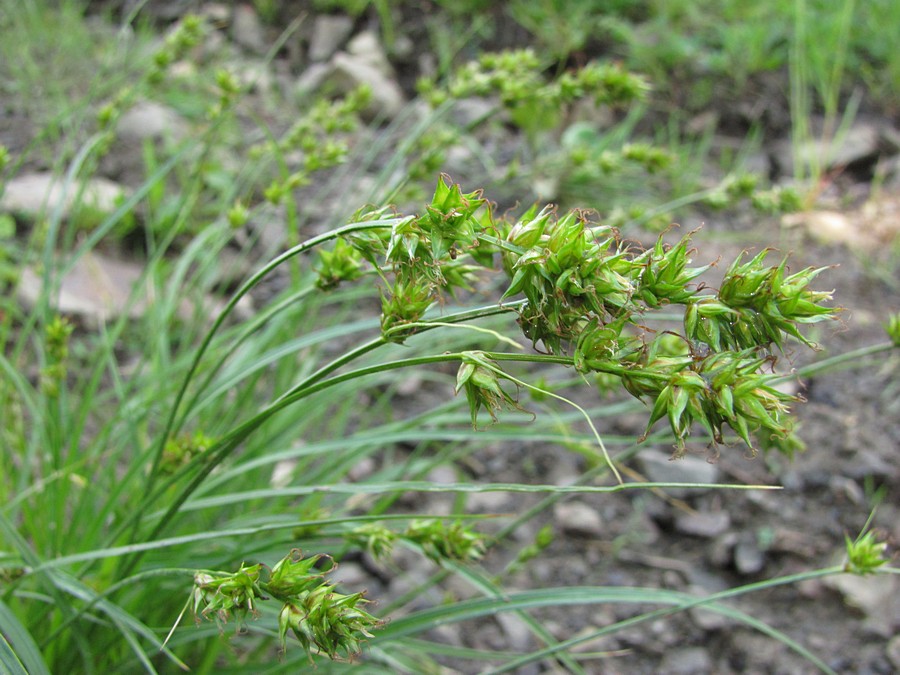 Изображение особи Carex spicata.