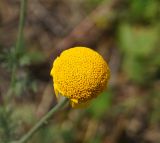 Anthemis tinctoria