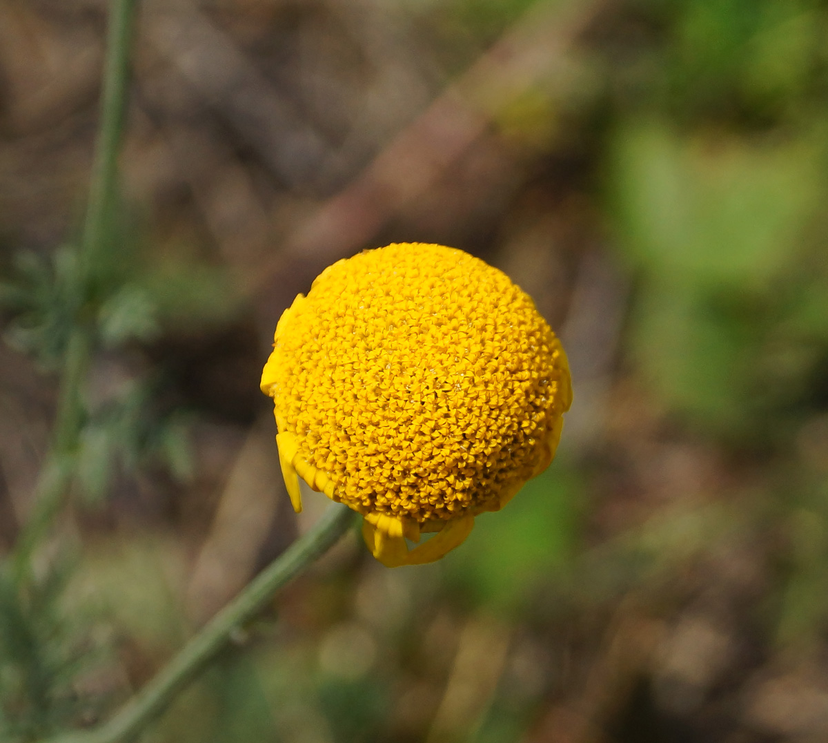 Изображение особи Anthemis tinctoria.