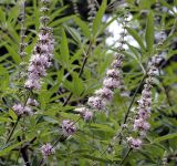 Vitex agnus-castus