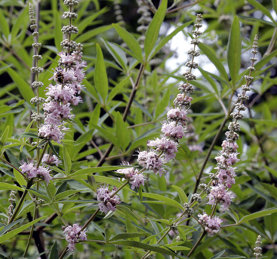 Изображение особи Vitex agnus-castus.