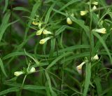 Melampyrum pratense