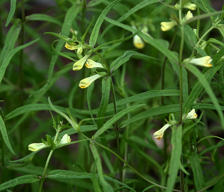 Image of Melampyrum pratense specimen.