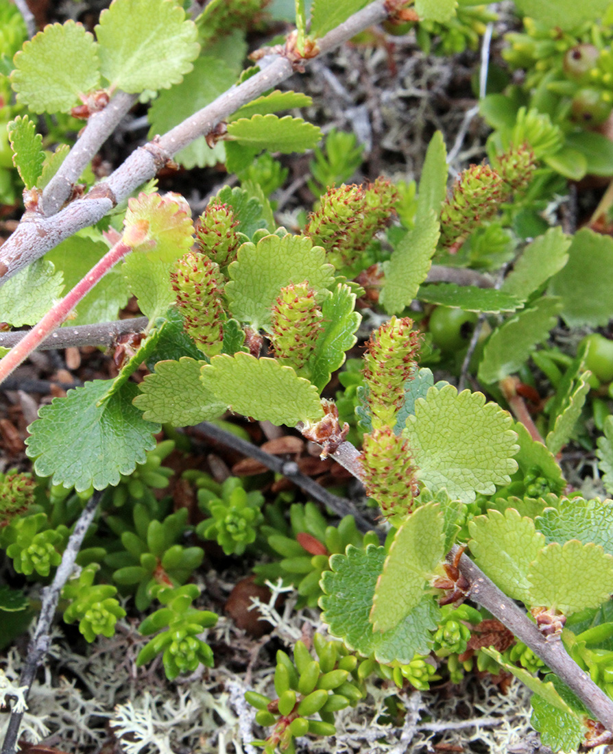 Карликовая береза кустарник. Береза карликовая Betula Nana. Карликовые берёзы (Ёрник. Карликовая берёза в тундре.